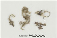 藏品(耳平苔)的圖片